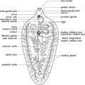 Coloring page with structure of reproductive system of Sheep liver fluke Fasciola hepatica